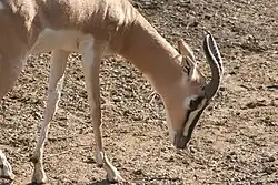 ゼメリングガゼル