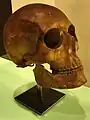 ソフィヤの頭蓋骨（デンマーク国立博物館）