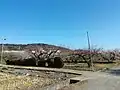 原梅林。例年はこの付近で流鏑馬が行われる。