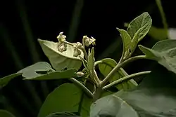 SSolanum erianthum