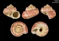 Solariella cincta (MNHN-IM-2000-31175)