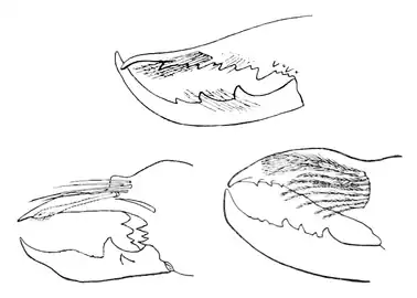 雄の鋏角と setiform flagellar complex