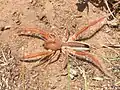 Solpugema hostilis