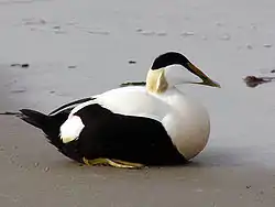 ホンケワタガモ(オス)