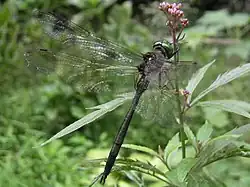 タカネトンボSomatochlora uchidai