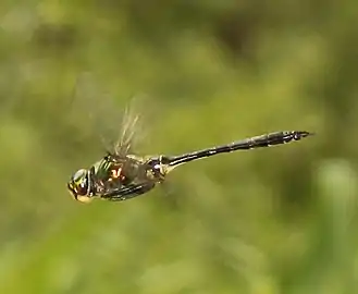 エゾトンボ ♂ Somatochlora viridiaenea