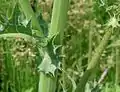 オニノゲシ（葉の基部が半月状に茎を抱く）