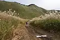 曽爾高原のススキ群生