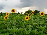 ヒマワリと、その原種とされるHelianthus giganteus(英語版)。油料作物として栽培されるヒマワリは頭花が大きく側枝の無いものが選択されたと考えられる。