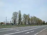 創成川通りのポプラ並木