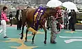 2013年阪神牝馬S表彰式