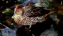 キバシオナガガモ