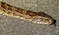 ナタールニシキヘビP. natalensis