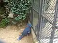 カンムリバトの展示