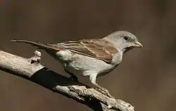 ミナミハイガシラスズメ