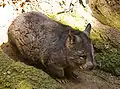 ミナミケバナウォンバットL. latifrons