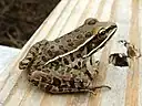ミナミヒョウガエル