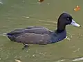 ネッタイハジロN. erythrophthalma