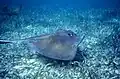 ベリーズのキーカーカーで海藻の上を泳ぐ個体