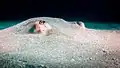 コスタリカの砂に潜った個体