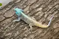 Acanthocercus atricollis (Southern Tree Agama) ／キノボリアガマ属の1種。