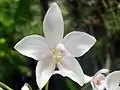 花の拡大コウトウシラン白花