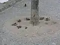 スズメ