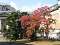 明治古都館　南東側