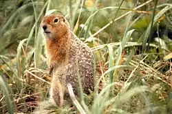 ホッキョクジリス Urocitellus parryii
