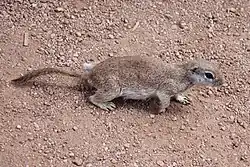 マルオジリス Xerospermophilus tereticaudus