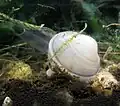 ドブシジミ科