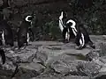 ケープペンギン