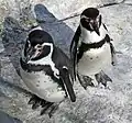 セントルイス動物園