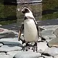 フンボルトペンギン