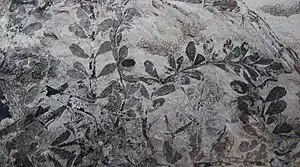 Sphenophyllum miravallis