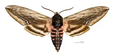 エゾコエビガラスズメ Sphinx ligustri（スズメガ科）雄, フランス, Muséum de Toulouse蔵