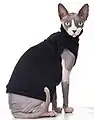 服を着た猫