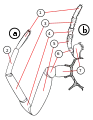 クモの歩脚(a)と触肢(b)