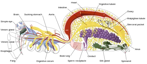クモの神経系（青）