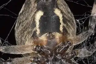 クモの生殖孔