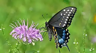 ♀成虫, アメリカ(ニュージャージー州)