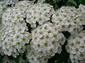 一重の花（普通種）
