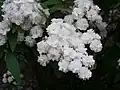 ヤエコデマリ