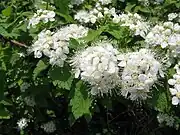 花弁より雄蕊の方が長い。