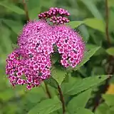葉は互生し、枝先に複散房形花序に多数の花を付ける