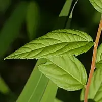 葉の表面は緑色、無毛またはやや密に短毛が生え、葉脈はへこみ