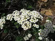 花弁は横に広い。