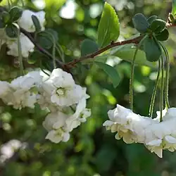 Spiraea prunifolia