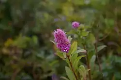 ホザキシモツケ(北海道霧多布湿原)
