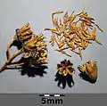 ホザキシモツケ（バラ科）の裂開した袋果と種子（集合袋果）
